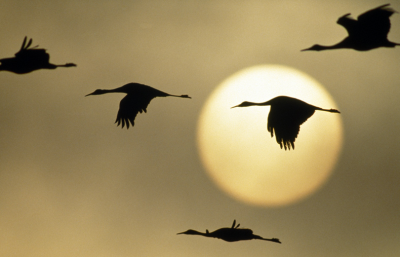 sandhill-cranes-flying-499085--content