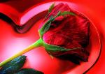 valentines-day-rose-large-content