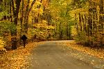 autumn-road-content