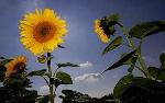 sunflower-1498353c-content